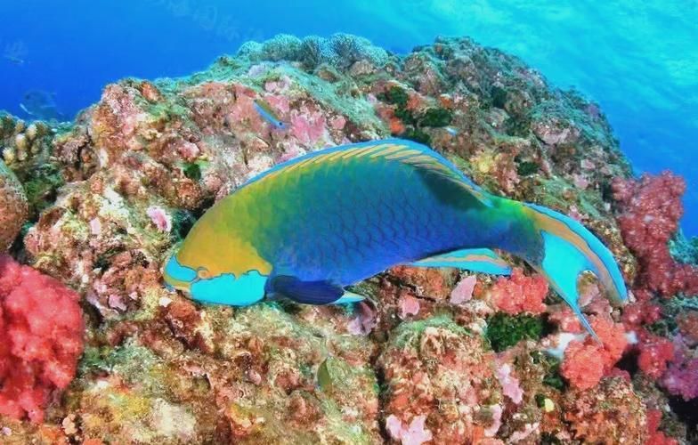 <strong><mark>西沙</mark></strong>龍魚是否真實存在？（“<strong><mark>西沙</mark></strong>龍魚”是否存在于其他海域？）