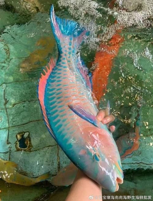 西沙龍魚是否真實存在？（“西沙龍魚”是否存在于其他海域？）