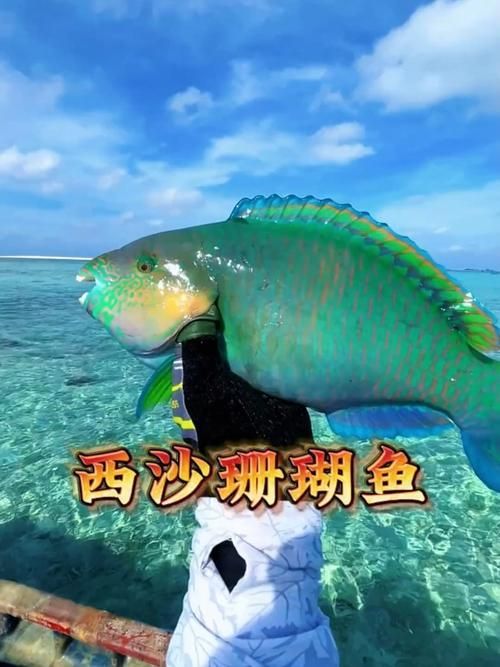 西沙龍魚是否真實存在？（“西沙龍魚”是否存在于其他海域？）
