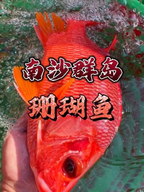 西沙龍魚是否真實存在？（“西沙龍魚”是否存在于其他海域？）