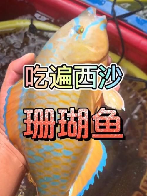 西沙龍魚是否真實存在？（“西沙龍魚”是否存在于其他海域？）