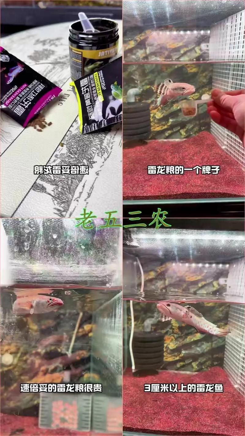如何科學飼養紅龍魚以達到最大尺寸？（科學飼養紅龍魚）