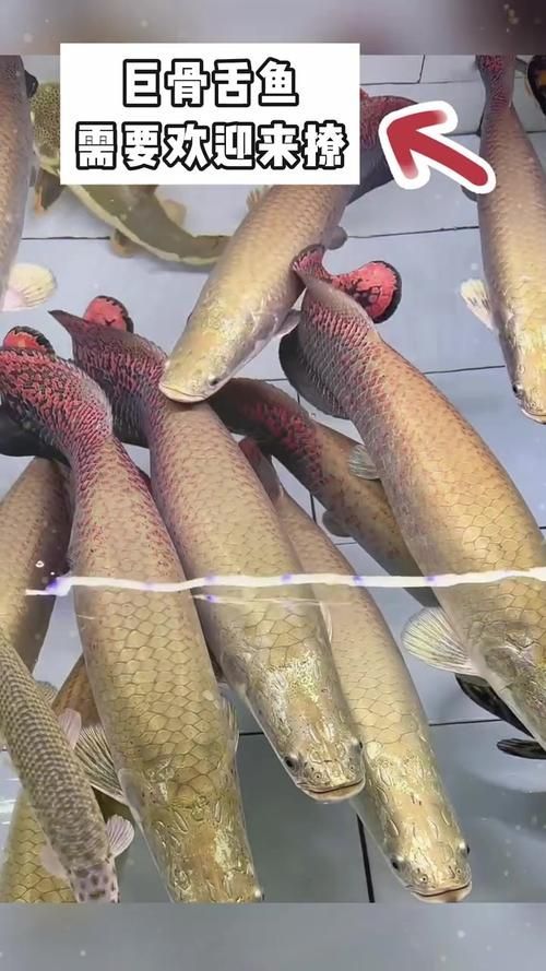 過江龍魚的營養價值