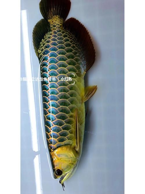 立達(dá)龍魚有哪些品種？（如何區(qū)分立達(dá)龍魚的品種及種？）