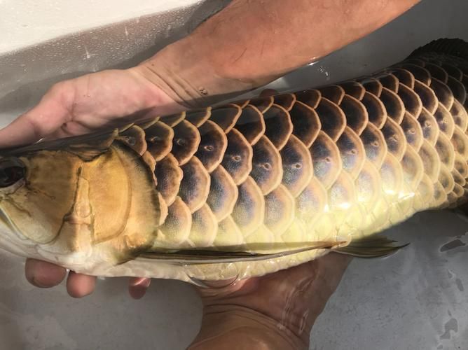 立達(dá)龍魚有哪些品種？（如何區(qū)分立達(dá)龍魚的品種及種？）