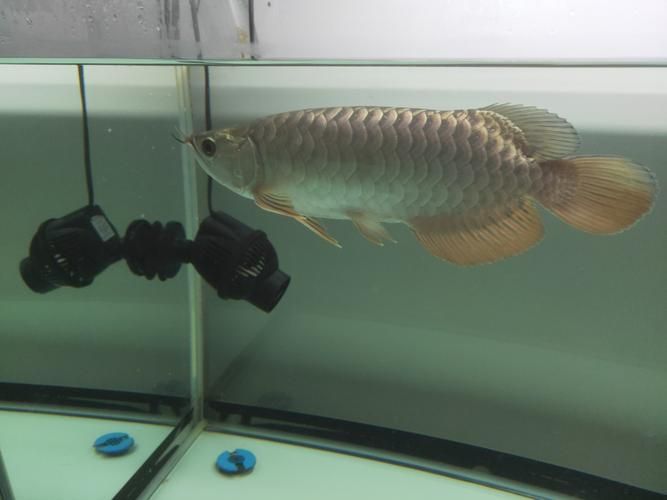 立達(dá)龍魚有哪些品種？（如何區(qū)分立達(dá)龍魚的品種及種？）
