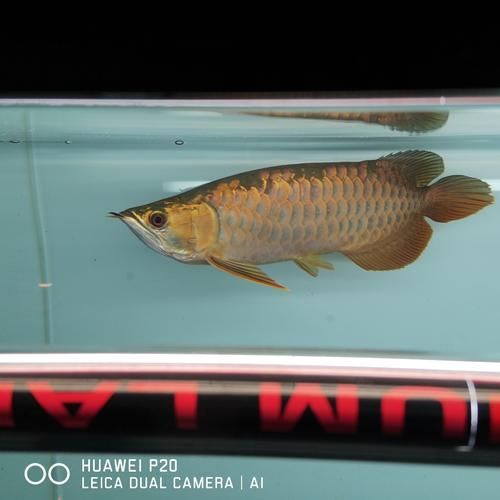 立達(dá)龍魚有哪些品種？（如何區(qū)分立達(dá)龍魚的品種及種？）