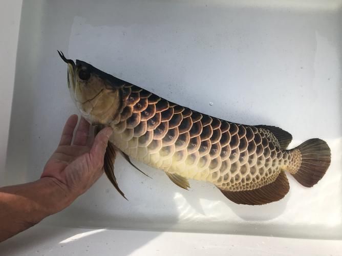 立達(dá)龍魚有哪些品種？（如何區(qū)分立達(dá)龍魚的品種及種？）