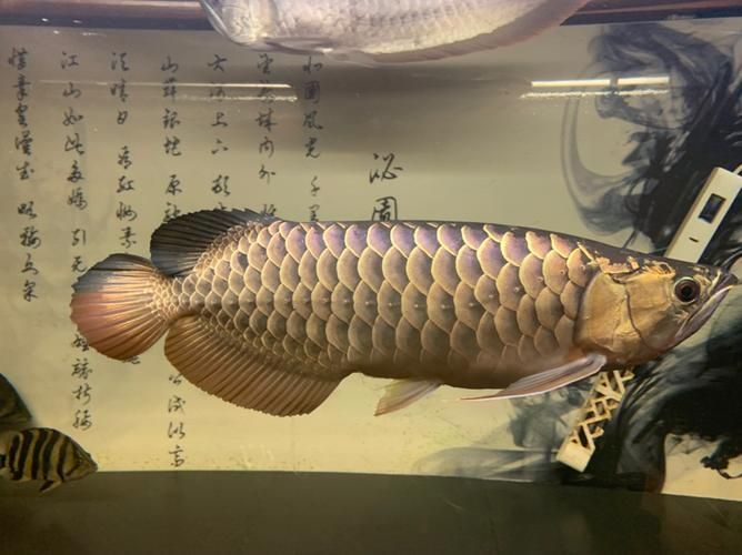 立達(dá)龍魚有哪些品種？（如何區(qū)分立達(dá)龍魚的品種及種？）