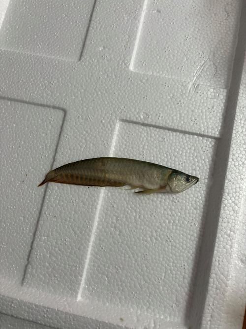 石景山龍魚的市場價格（石景山龍魚市場價格受到多種因素影響石景山龍魚市場價格受影響） 石景山龍魚的市場價格（石景山龍魚市場價格受到多種因素影響石景山龍魚市場價格受影響） 龍魚百科 第5張