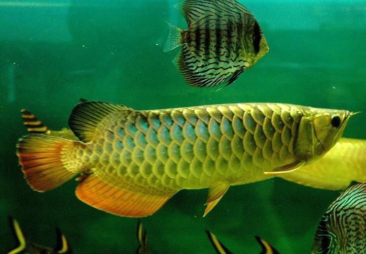 石景山龍魚的市場價格（石景山龍魚市場價格受到多種因素影響石景山龍魚市場價格受影響） 石景山龍魚的市場價格（石景山龍魚市場價格受到多種因素影響石景山龍魚市場價格受影響） 龍魚百科 第12張