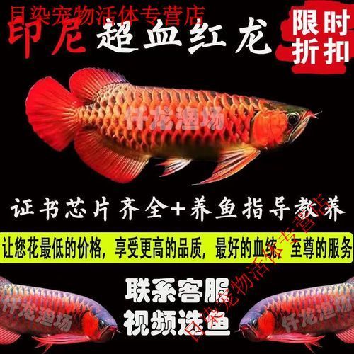 有哪些品種的龍魚苗價格最高？（辣椒紅龍,血紅龍,）