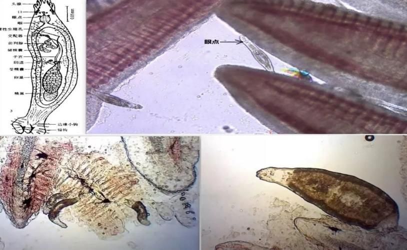 如何判斷龍魚(yú)是否感染了鰓寄生蟲(chóng)？（——專業(yè)診斷龍魚(yú)是否感染了鰓寄生蟲(chóng)）