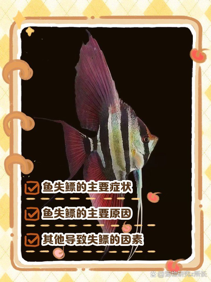 如何判斷龍魚是否失鰾？（如何判斷龍魚失鰾）