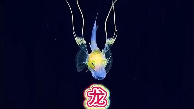 哪種魚最像龍魚？（六角龍魚、裝甲魴幼魚、裝甲魴幼魚和虎紋恐龍王魚）