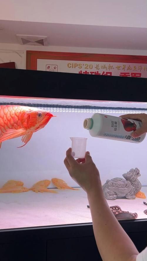 紅龍龍魚的飼養難度（紅龍魚的飼養難度）