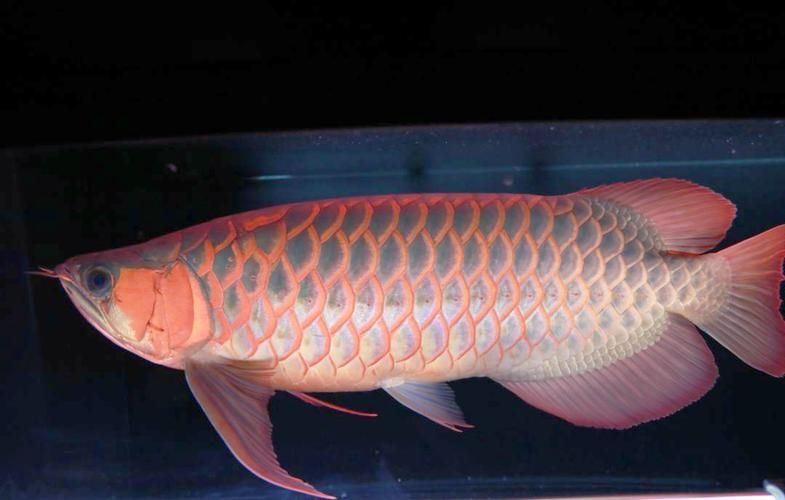 有哪些適合金龍魚的魚缸布置方式？（金龍魚缸布置方式）