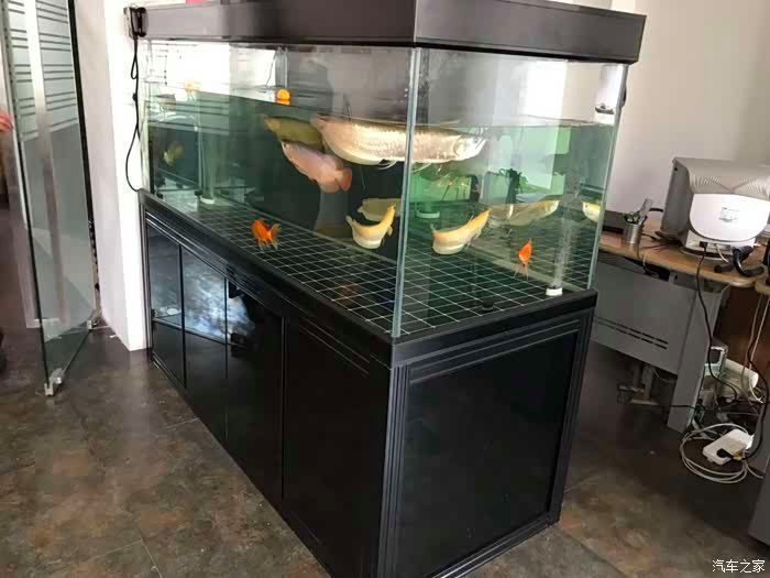 有哪些適合金龍魚的魚缸布置方式？（金龍魚缸布置方式）