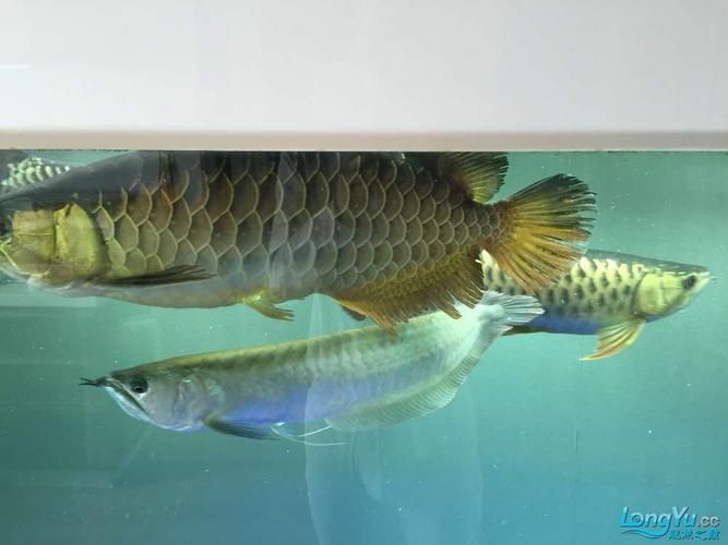 如何判斷龍魚尾巴是否腐爛？（如何判斷龍魚尾部腐爛）