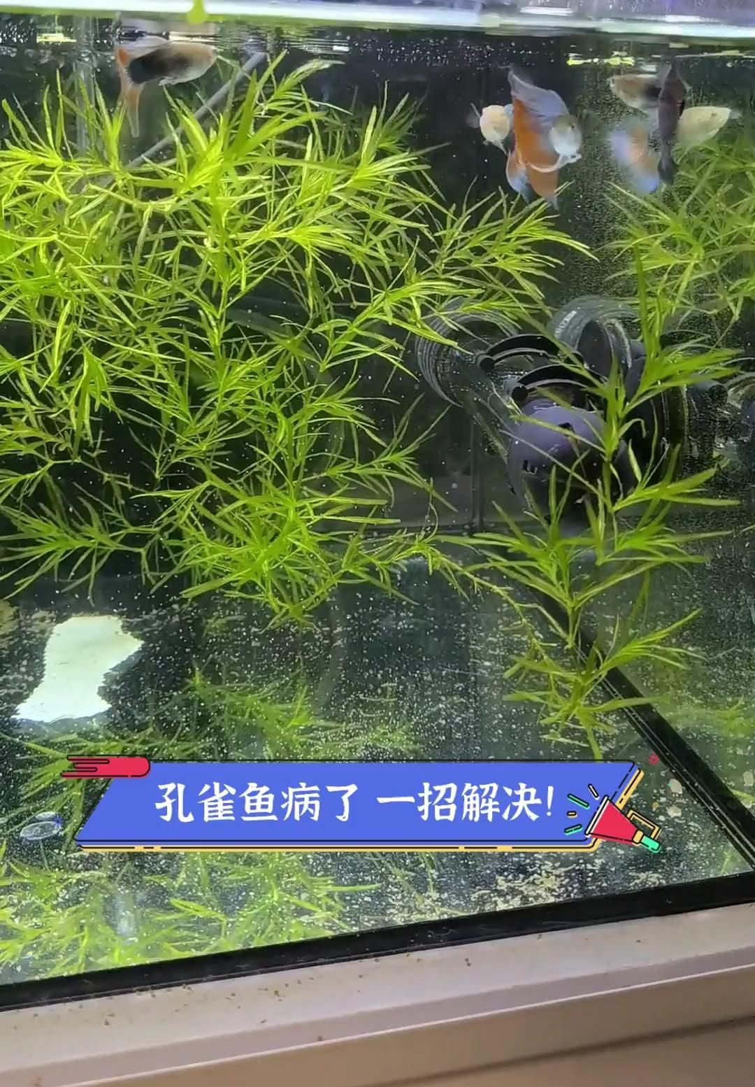 如何判斷龍魚尾巴是否腐爛？（如何判斷龍魚尾部腐爛）