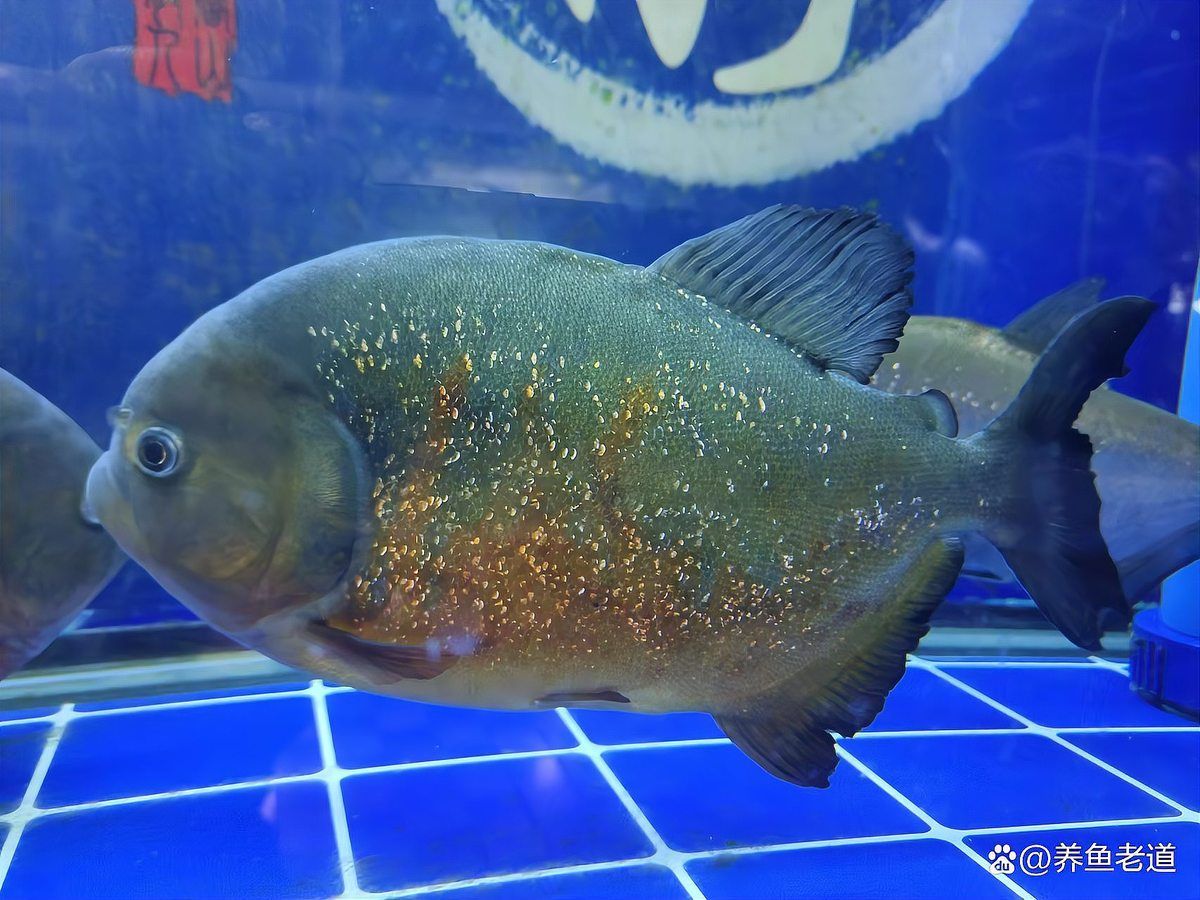 龍魚生病時應該如何判斷水質？（北京地區(qū)龍魚生病時水質對龍魚生病時水質判斷的核心科學依據）