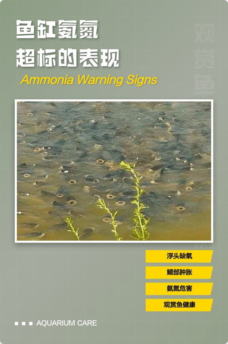 龍魚生病時應該如何判斷水質？（北京地區(qū)龍魚生病時水質對龍魚生病時水質判斷的核心科學依據）