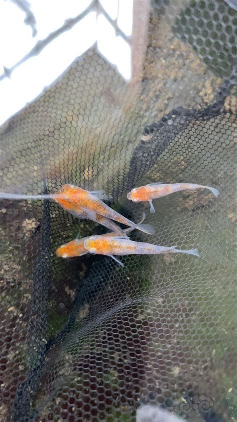 有哪些品牌專門做錦鯉和龍魚捕撈網？（錦鯉和龍魚專門捕撈網詳解）