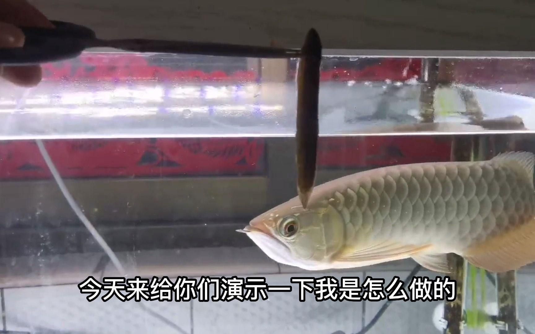 如何安全地處理活泥鰍以供龍魚食用？（泥鰍的處理方法）