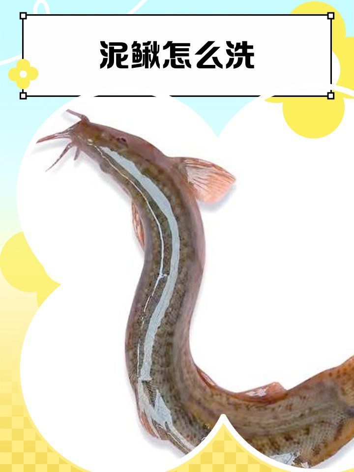 如何安全地處理活泥鰍以供龍魚食用？（泥鰍的處理方法）