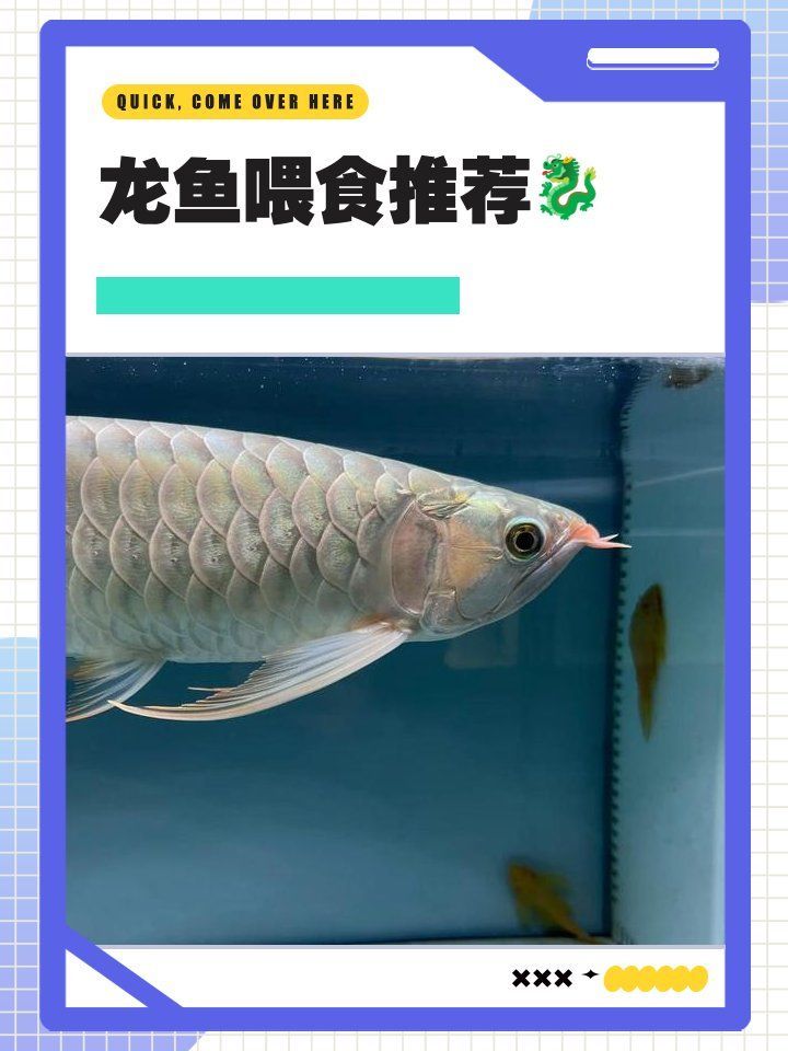 有哪些適合龍魚幼魚的食物？（龍魚幼魚喂養(yǎng)方法）