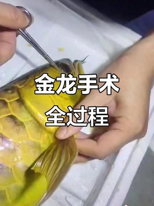 如何判斷金龍魚是否需要手術矯正？（調用工具百度健康-找醫生（每日15分鐘+找醫生））