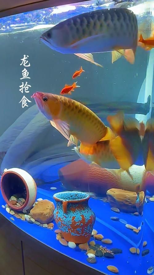 有沒有龍魚搶食的激烈畫面？（“水中獵殺秀”龍魚搶食行為觀察指南）