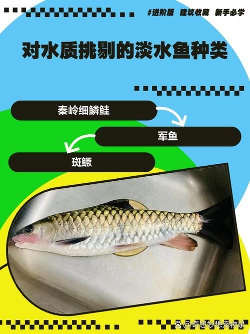 雪龍魚(yú)病多久會(huì)好（arxiv論文助手雪龍魚(yú)（arxiv論文助手）要求）