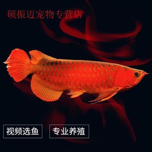 紅龍魚苗哪個品種最便宜？（紅龍魚苗選購技巧）