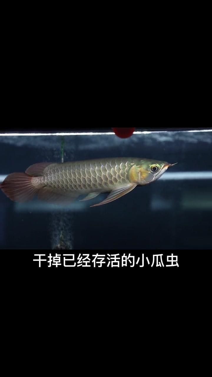 哪種方法治療龍魚鱗白最有效？（別擔心，龍魚出現“鱗白”確實讓人心慌，但多數情況可治）