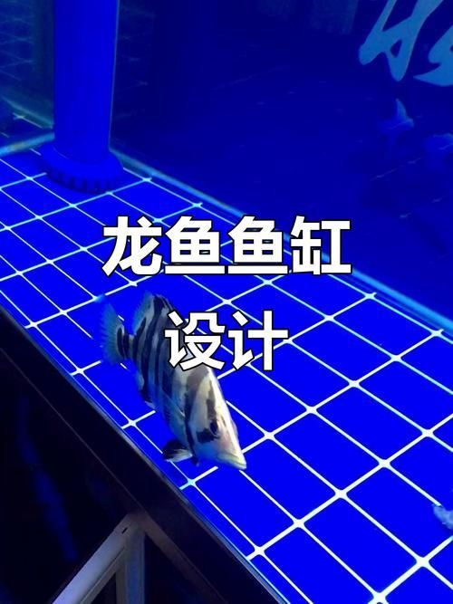 如何判斷魚缸是否適合養(yǎng)龍魚？（————專業(yè)級配置全解析）
