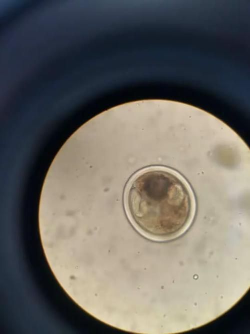 生肉喂食對龍魚有哪些潛在風險？（生肉喂食對生肉喂食對龍魚的多重潛在風險信息整理完成）