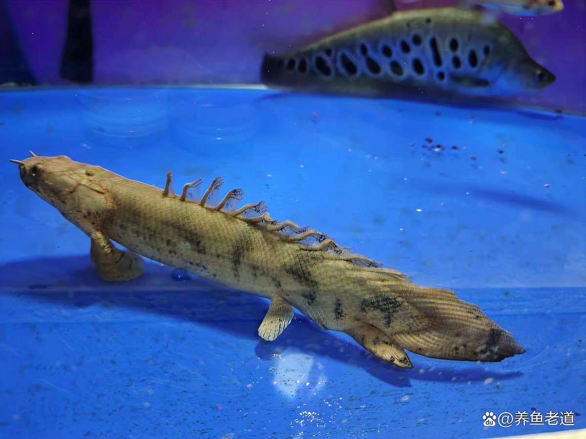 哪些藥物可以有效治療龍魚病毒性感染？（哪些藥物可以治療龍魚病毒性感染）