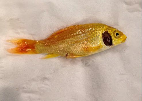 哪些藥物可以有效治療龍魚病毒性感染？（哪些藥物可以治療龍魚病毒性感染）