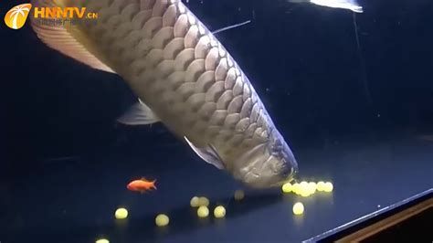 龍魚吃小魚干多久消化？（龍魚吃小魚干多久可以消化）