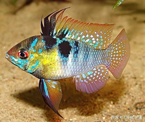 用紅霉素軟膏治療龍魚嘴傷需要注意什么？（紅霉素軟膏治療龍魚嘴傷）