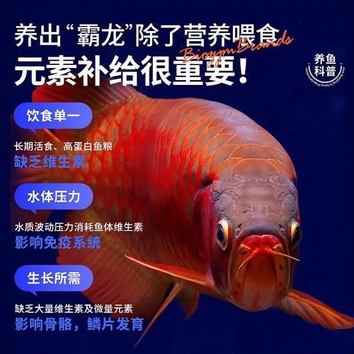 如何預防龍魚鱗有洞？（龍魚換水的正確方式）
