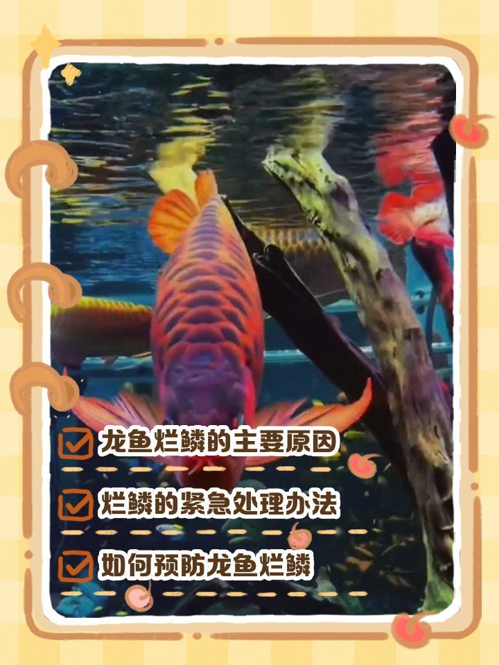 如何預防龍魚鱗有洞？（龍魚換水的正確方式）
