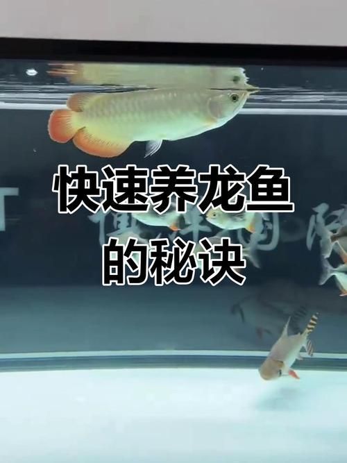 如何馴食龍魚吃人工飼料？（如何馴食龍魚吃人工飼料（如何馴食龍魚吃人工飼料（2018年））