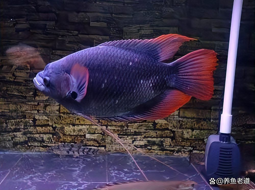 龍魚體外寄生蟲感染后如何護理？（龍魚體外寄生蟲感染后護理詳解）
