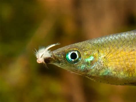 有哪些食物可以喂龍魚小魚？（龍魚幼魚喂養(yǎng)指南）