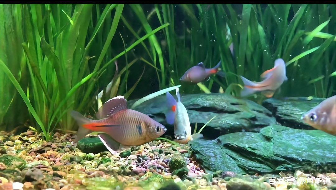 祥龍魚場的發(fā)色技術(shù)如何？（祥龍魚場發(fā)色技術(shù)）