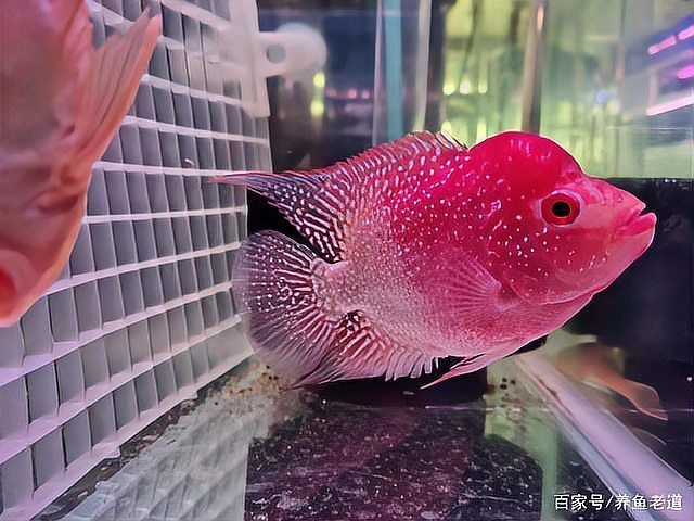 祥龍魚場的發(fā)色技術(shù)如何？（祥龍魚場發(fā)色技術(shù)）
