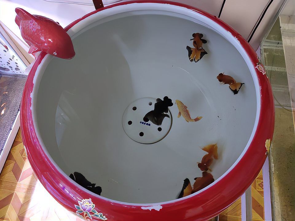如何判斷龍魚嘴上的肉球是否感染？（關于龍魚爛嘴病）