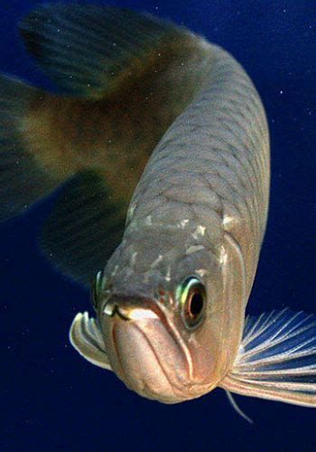 有哪些龍魚品種的須翹特征明顯？（魚品種的須翹特征是其獨(dú)特外觀的一部分，這些龍魚品種的須翹特征）